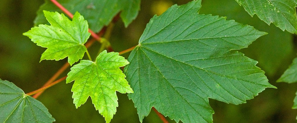 Sycamore Tree Species Forestry England sycamore-tree-species-forestry-england